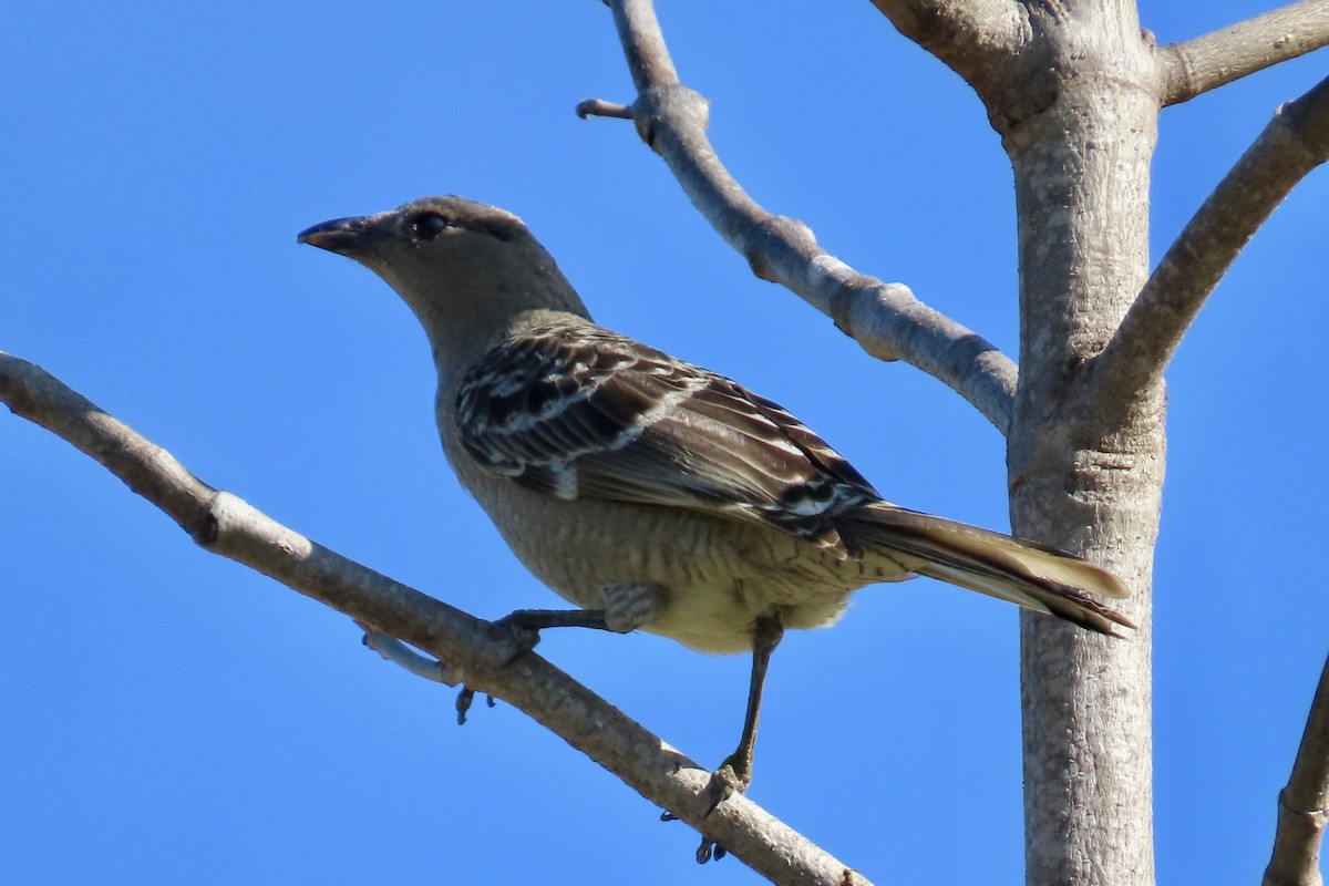 Great Bowerbird - ML622317170