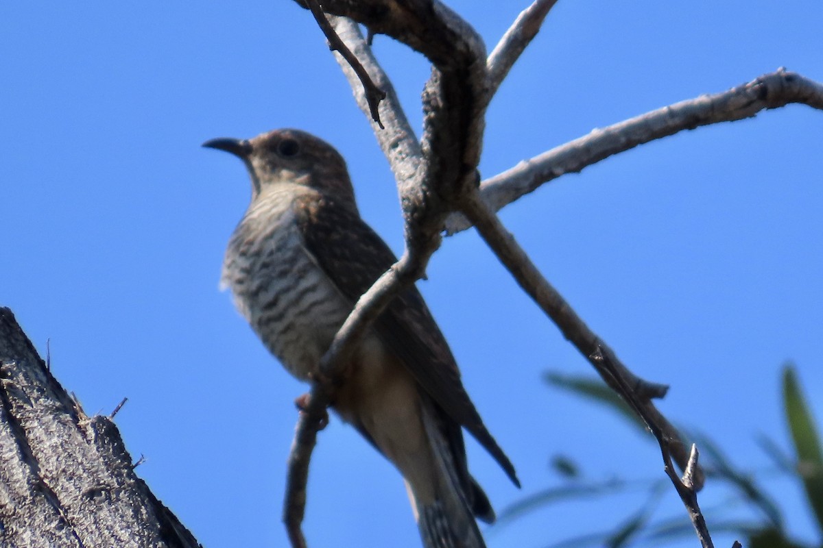 Brush Cuckoo - ML622317244