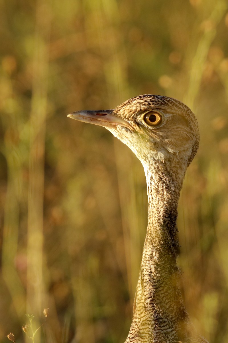 White-quilled Bustard - ML622317259