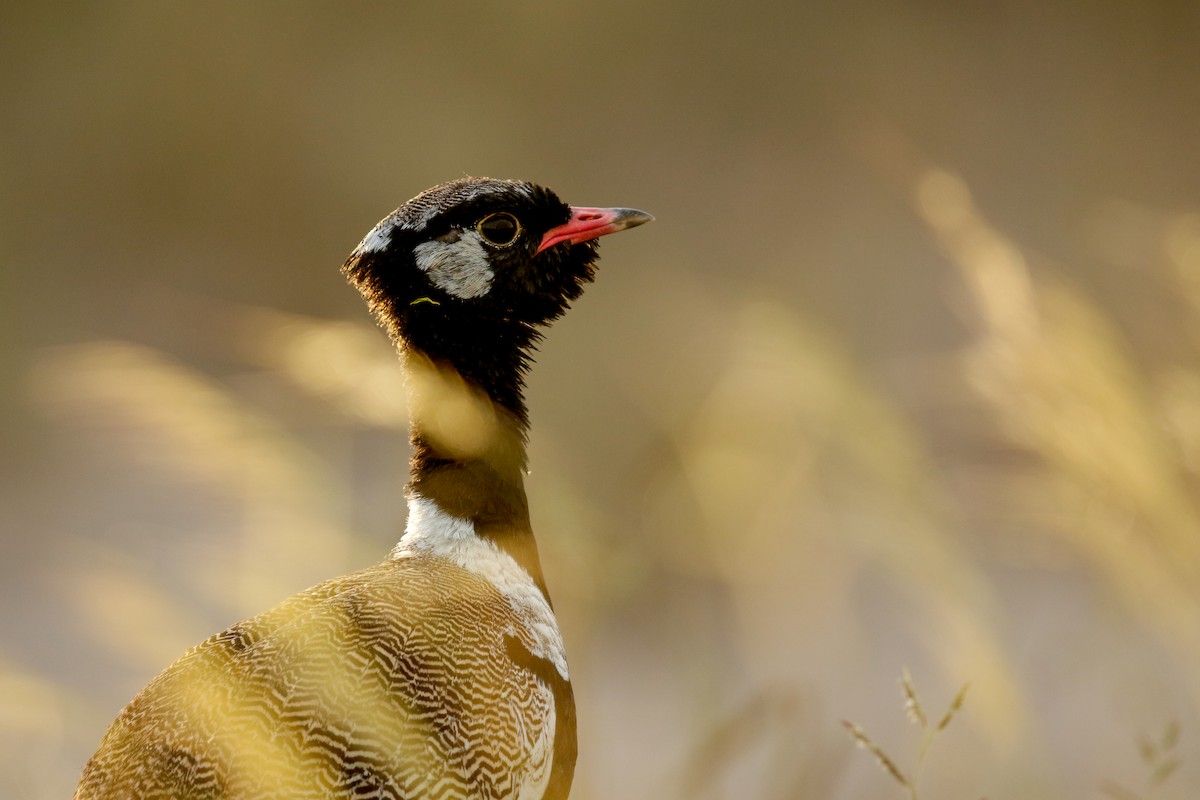 White-quilled Bustard - ML622317260