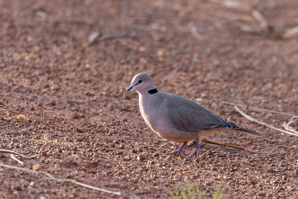 Vinaceous Dove - ML622317453