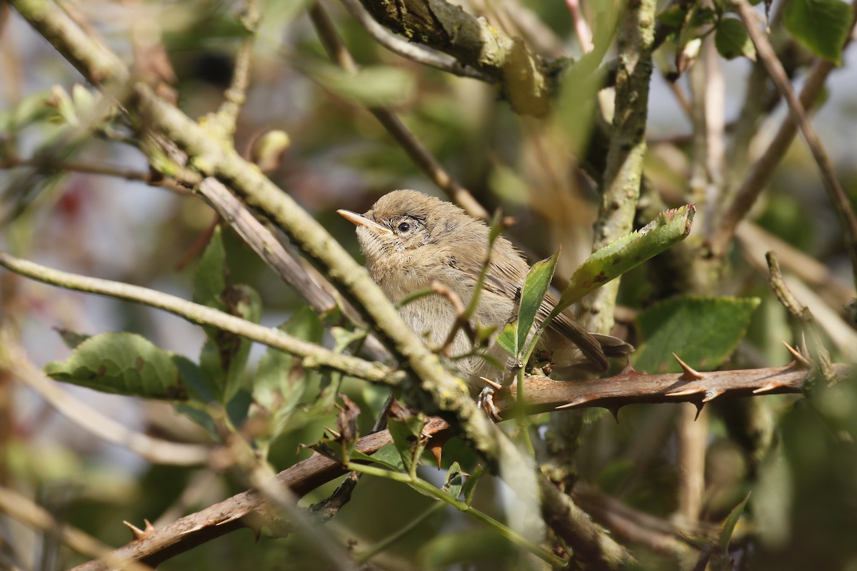 Common Reed Warbler - ML622317467