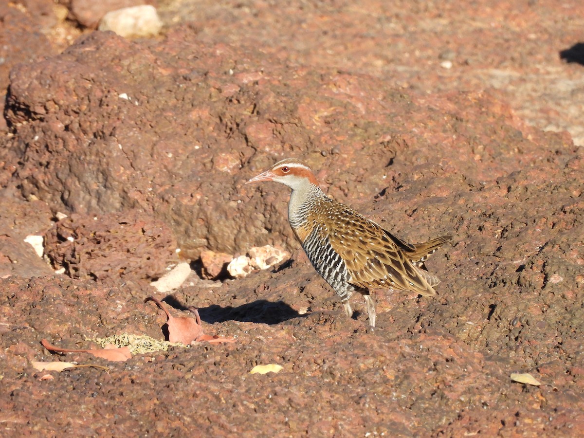 Buff-banded Rail - ML622317512