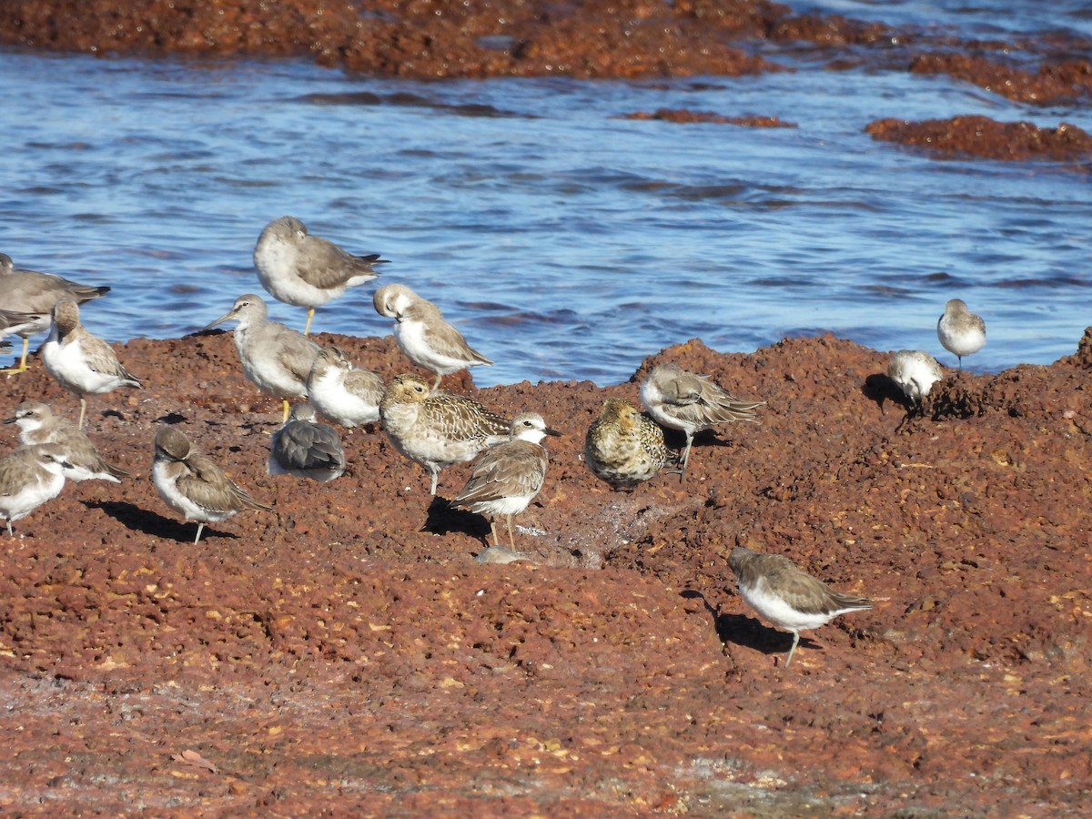 Greater Sand-Plover - ML622317519