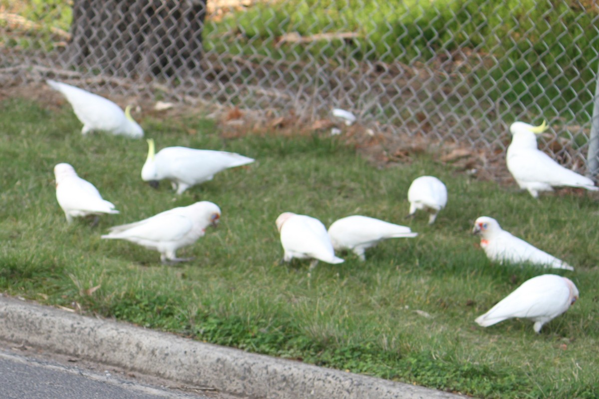 Long-billed Corella - NICOLINO DALFONSO