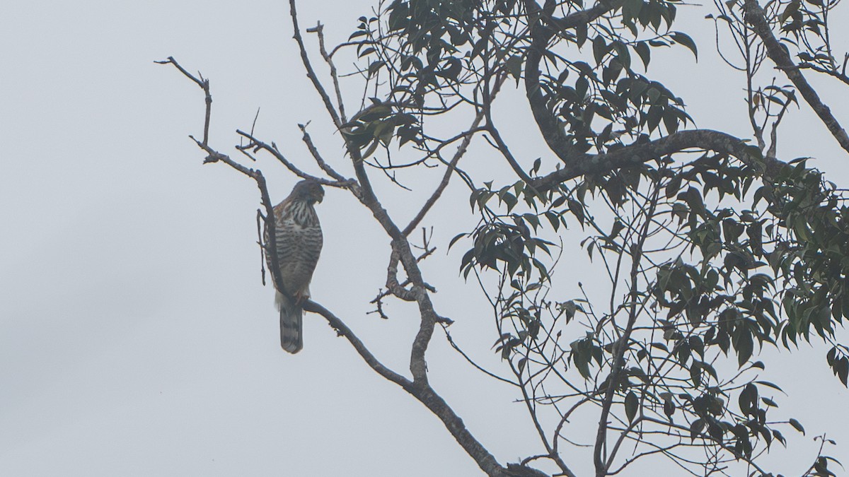 Crested Goshawk - ML622317579