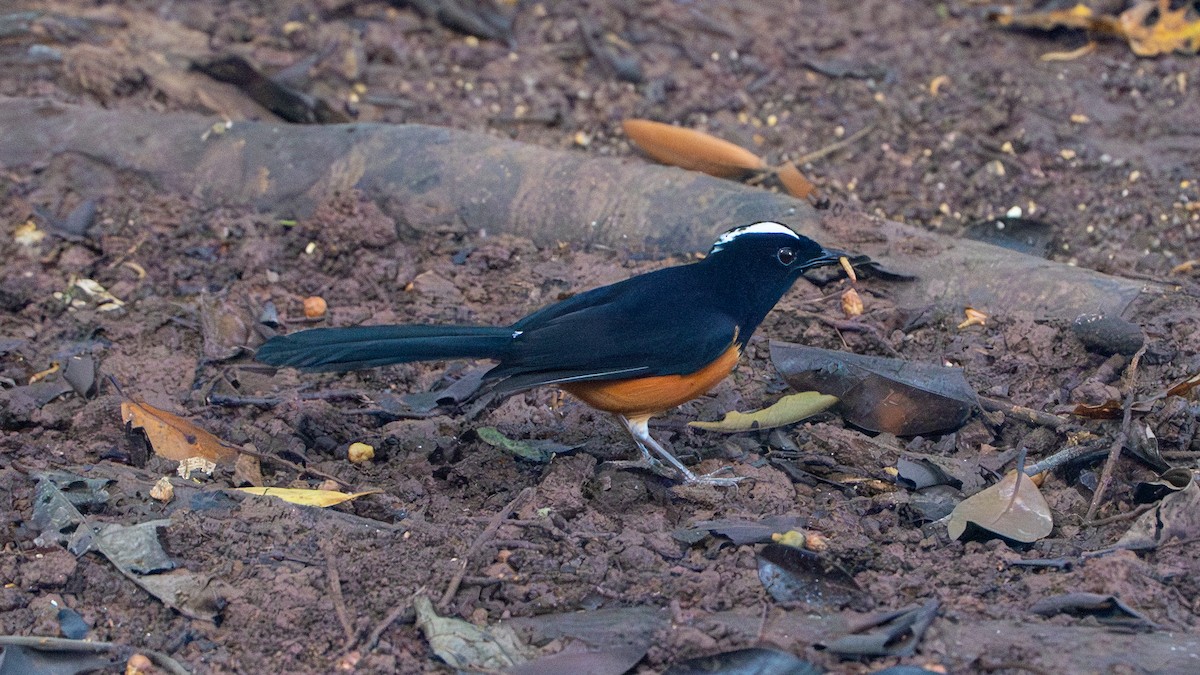 White-crowned Shama - ML622317584