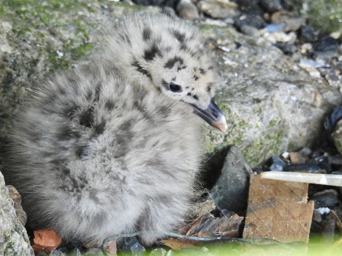 Gaviota Argéntea (americana) - ML622317644