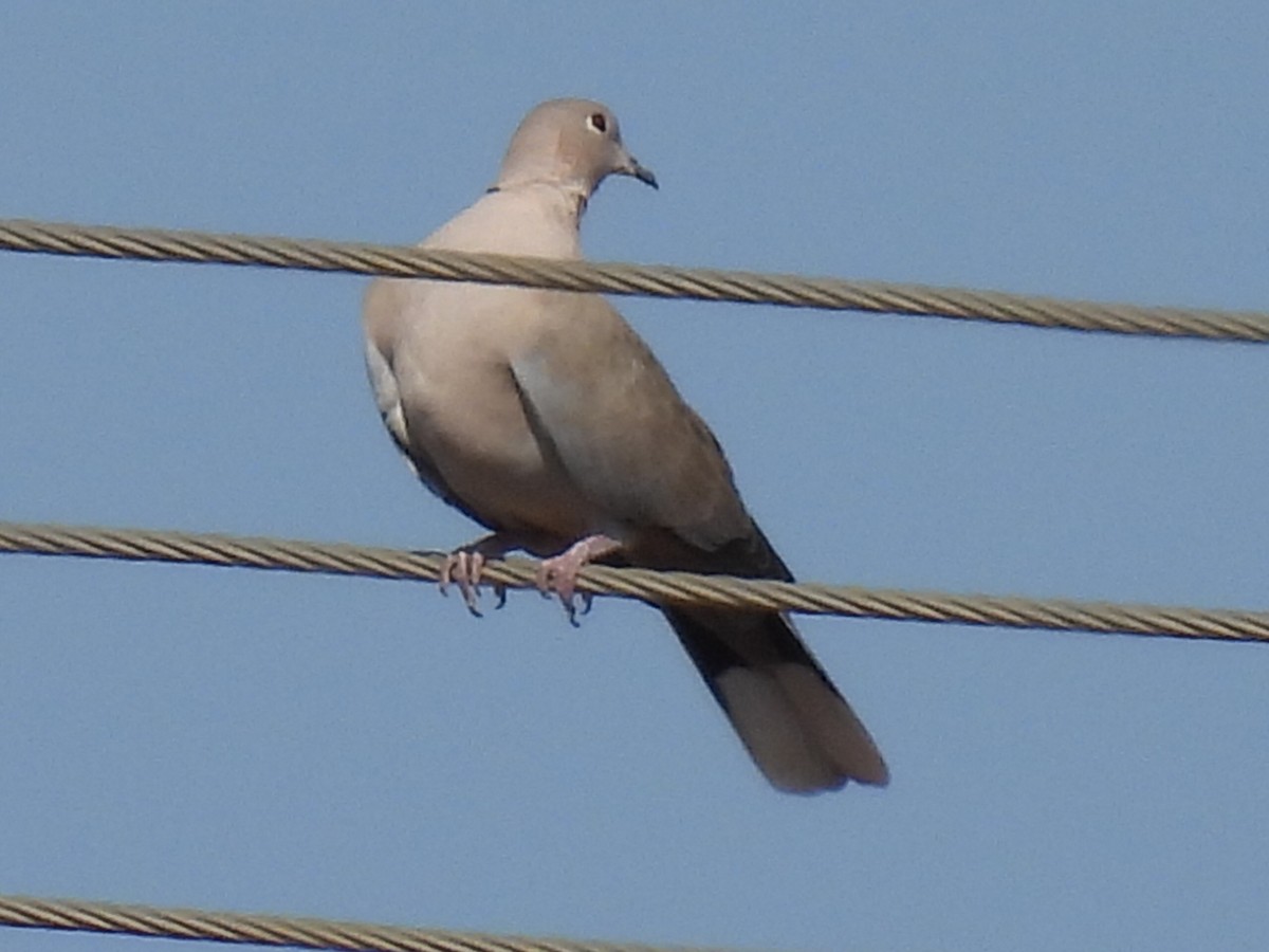 Eurasian Collared-Dove - ML622317666