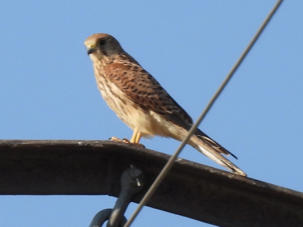 Eurasian Kestrel - ML622317668