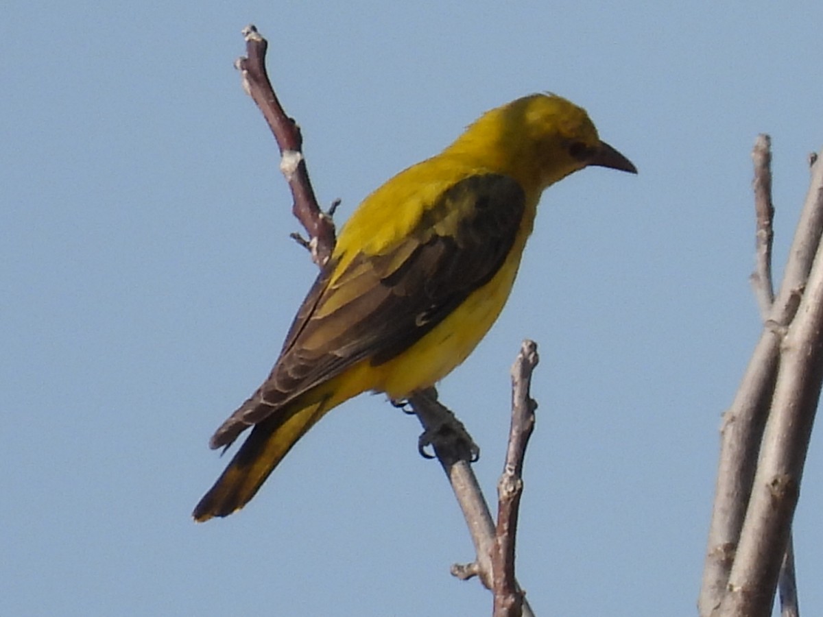 Eurasian Golden Oriole - ML622317677