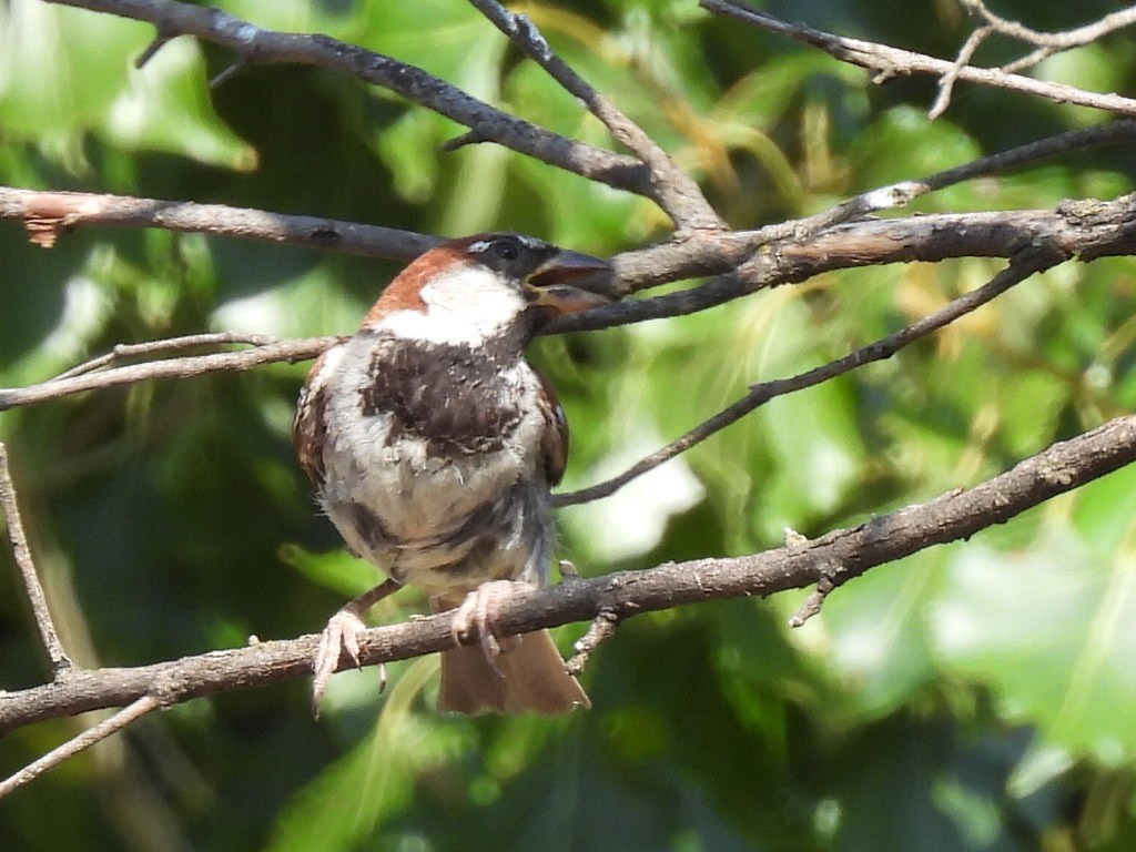 House Sparrow - ML622317688