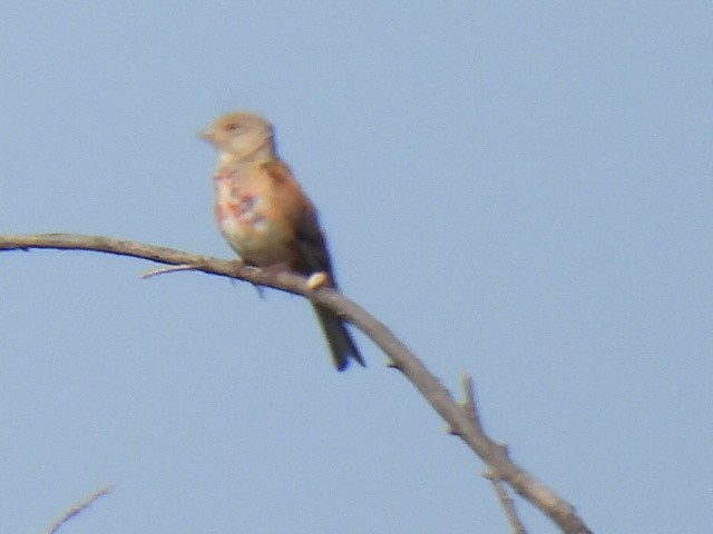 Eurasian Linnet - ML622317691