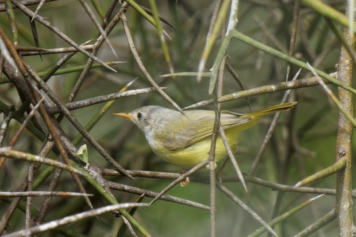 Senegal Eremomela - ML622317703