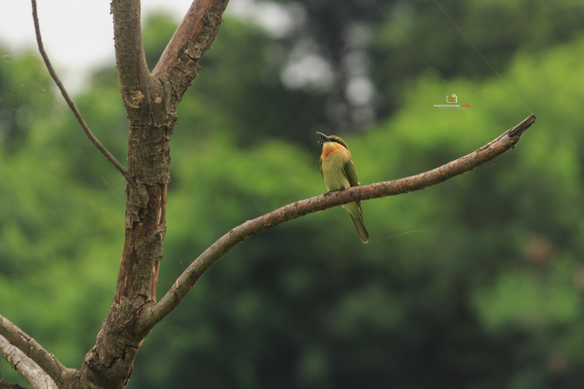 Blue-tailed Bee-eater - ML622317722