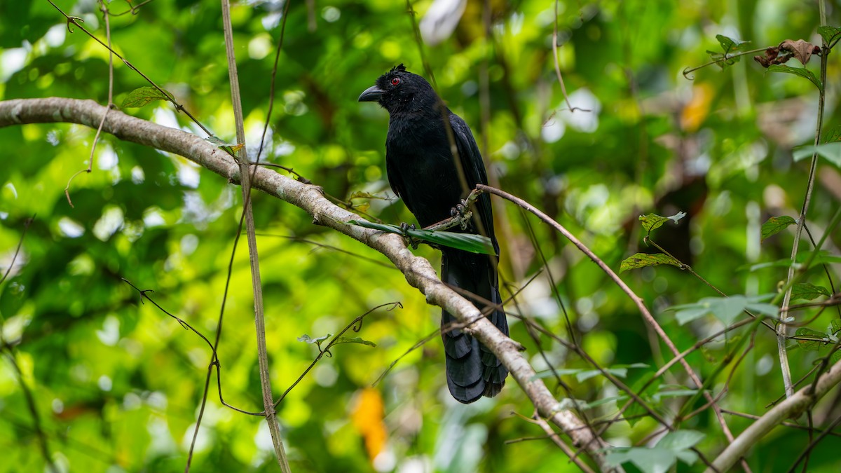 Black Magpie (Bornean) - ML622317795