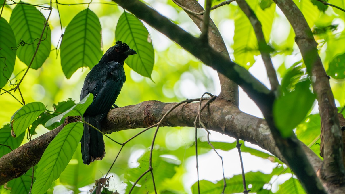 Black Magpie (Bornean) - ML622317796