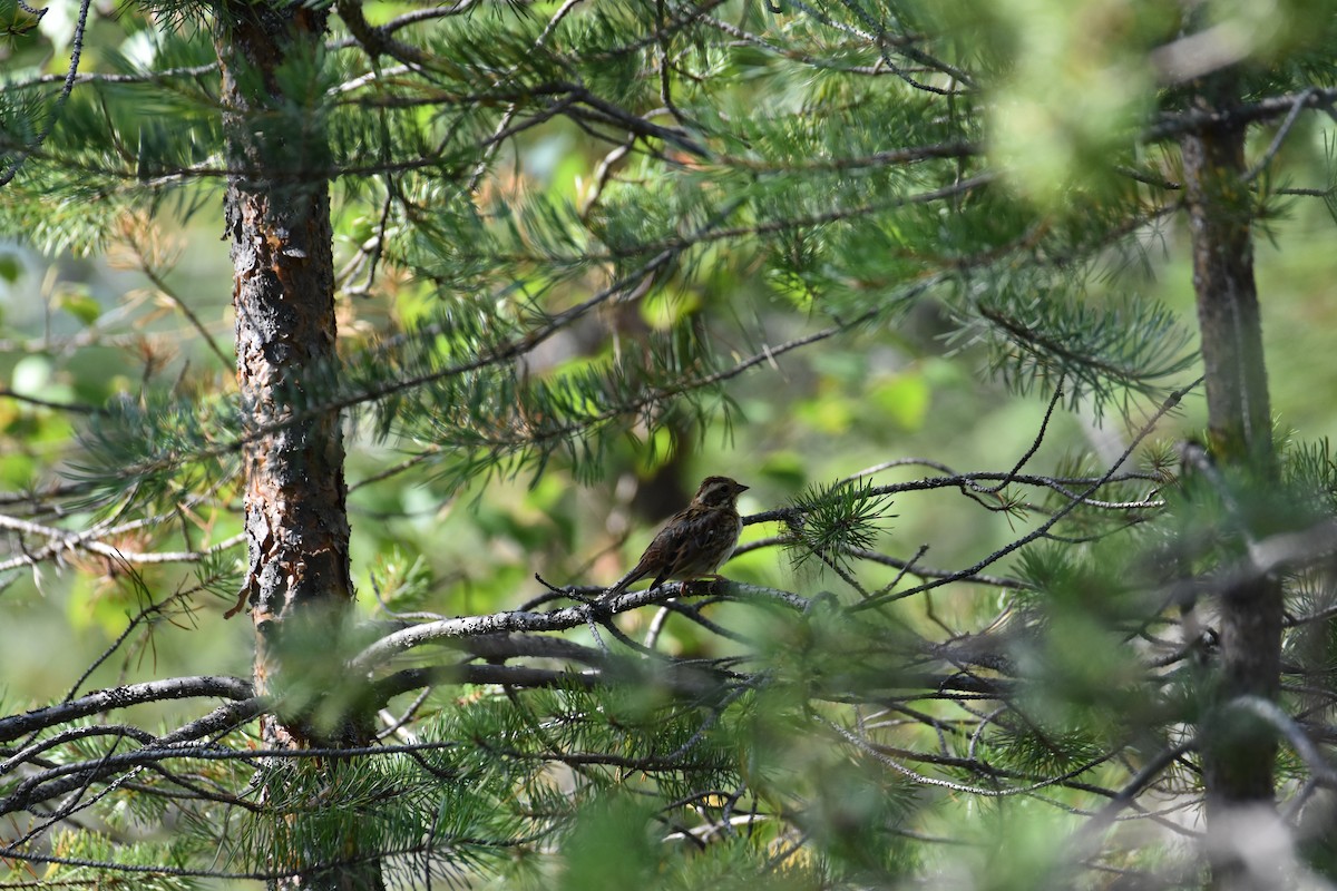 Rustic Bunting - ML622317974