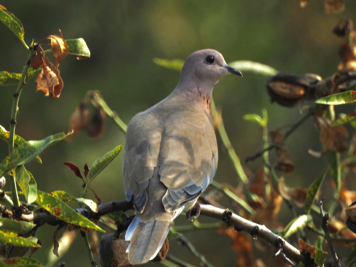 Tórtola Senegalesa - ML622318239