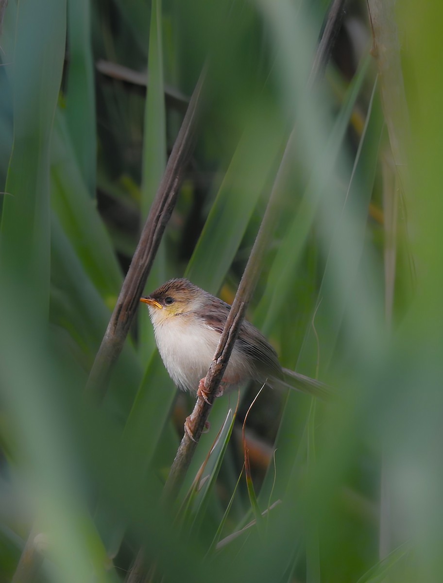 Prinia Delicada - ML622318245