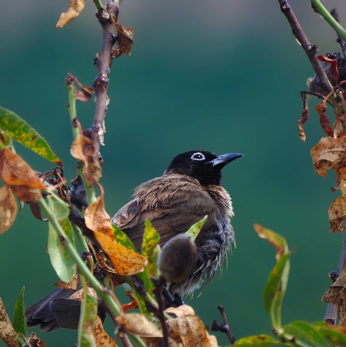 Bulbul Árabe - ML622318257