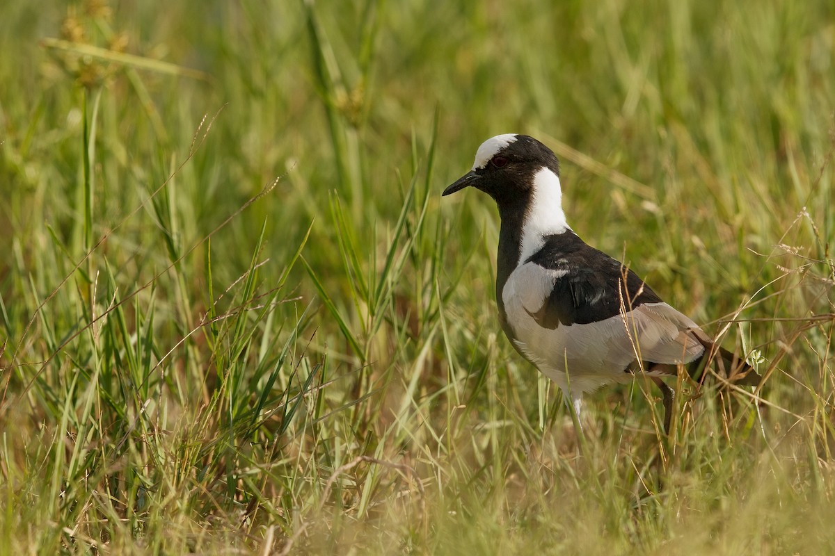 Blacksmith Lapwing - ML622318261