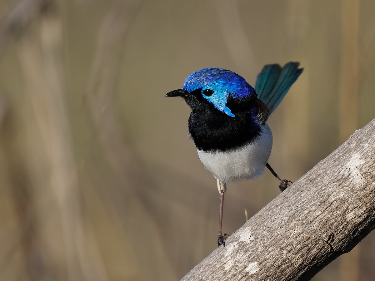 Purple-backed Fairywren (Purple-backed) - ML622318338