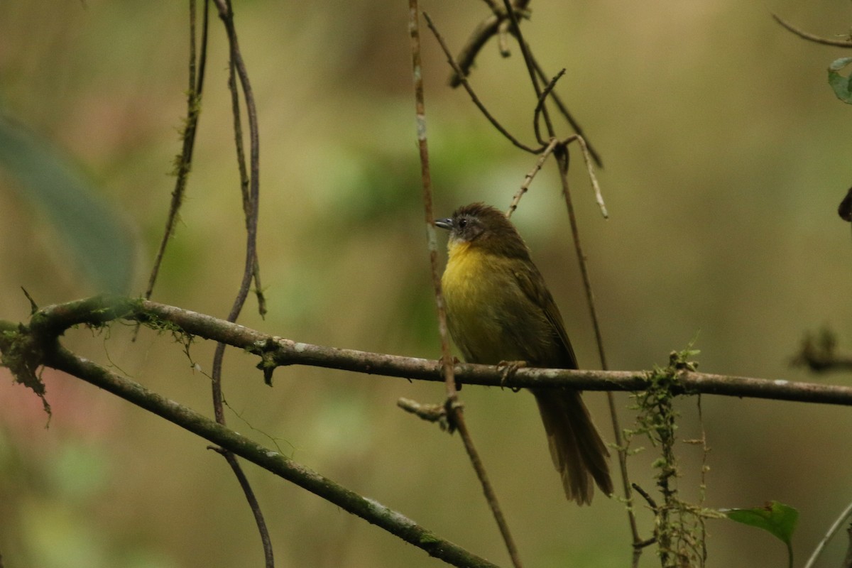 Wedge-tailed Jery - ML622318410