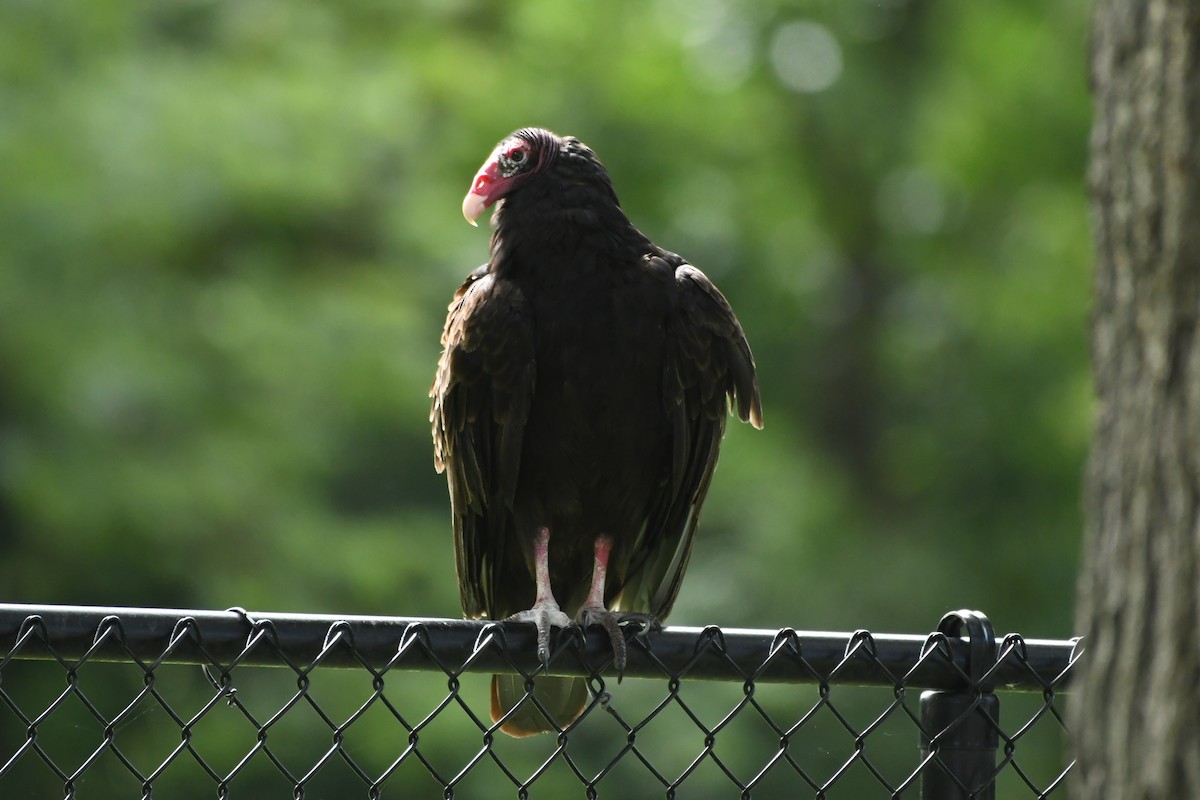 Turkey Vulture - ML622318433