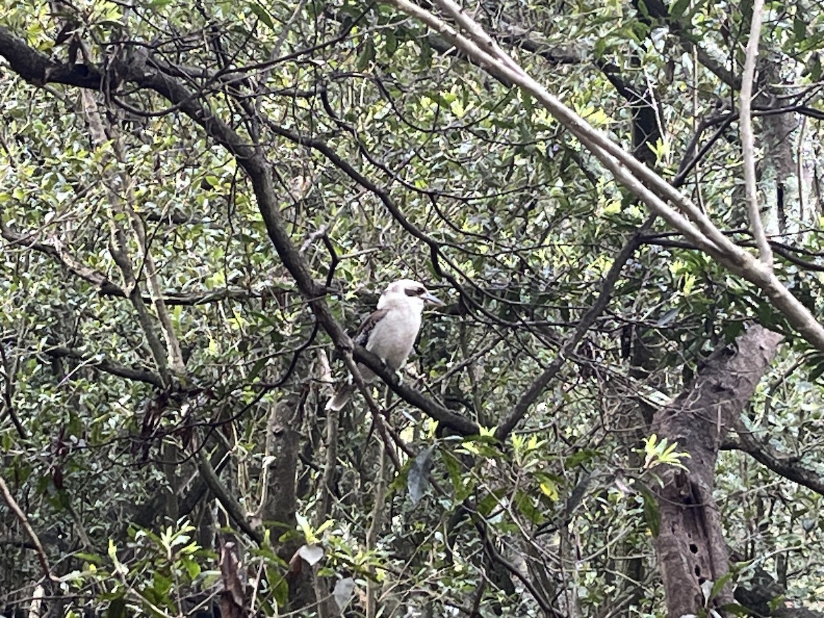 Laughing Kookaburra - ML622318523