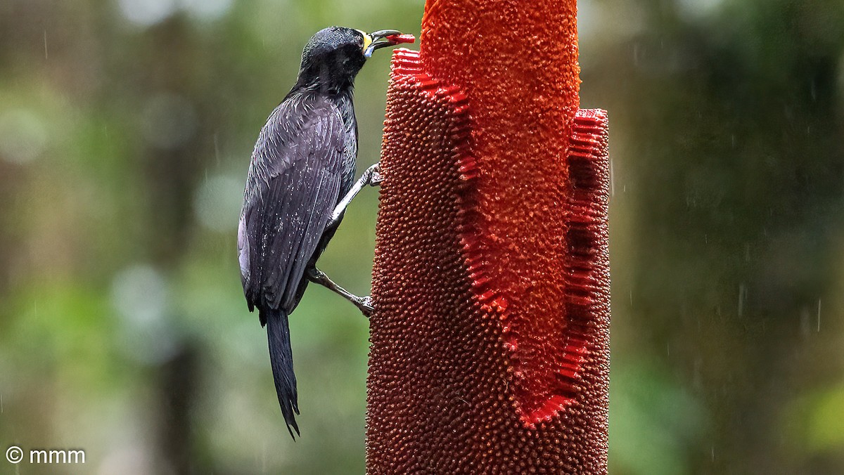 Long-tailed Paradigalla - ML622318531