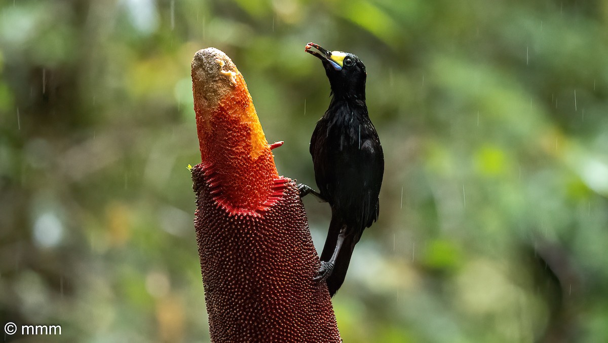 Long-tailed Paradigalla - ML622318532
