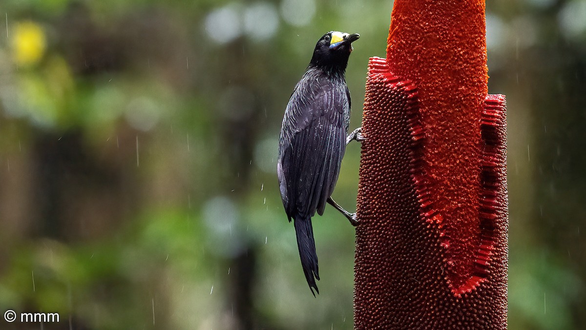 Long-tailed Paradigalla - ML622318535