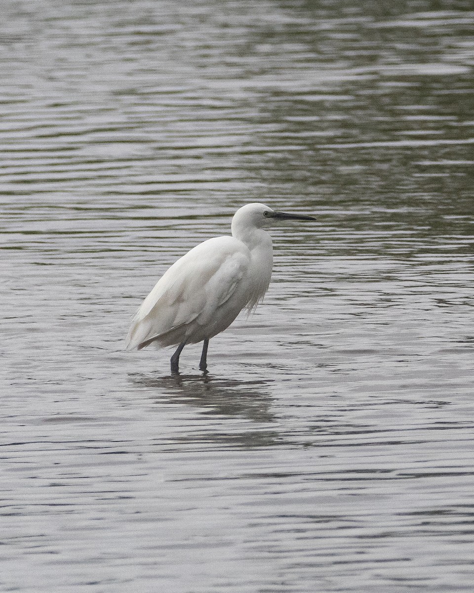 Little Egret - ML622318540