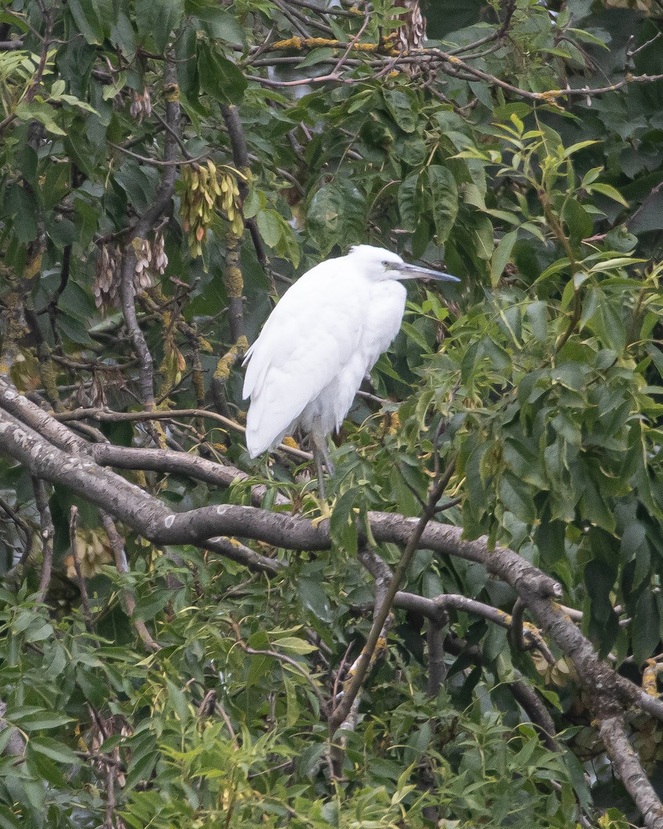 Little Egret - ML622318542