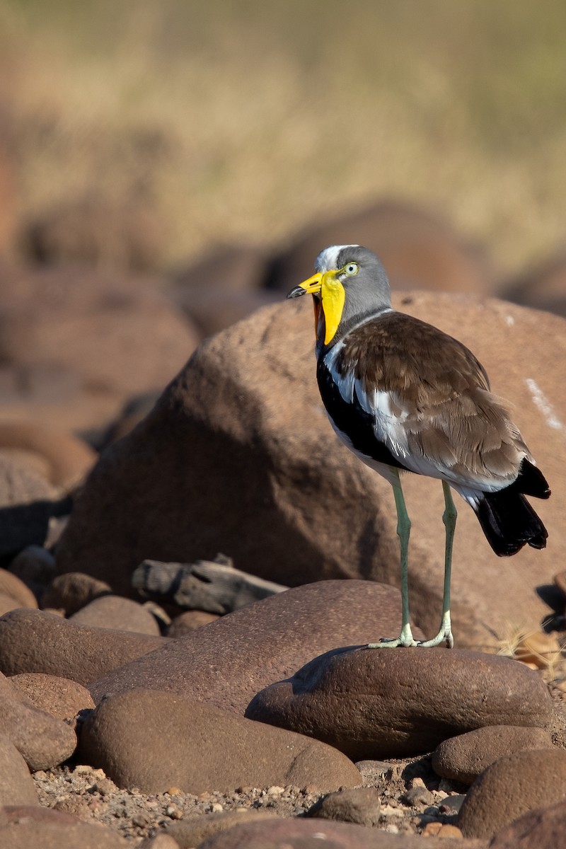 White-crowned Lapwing - ML622318543