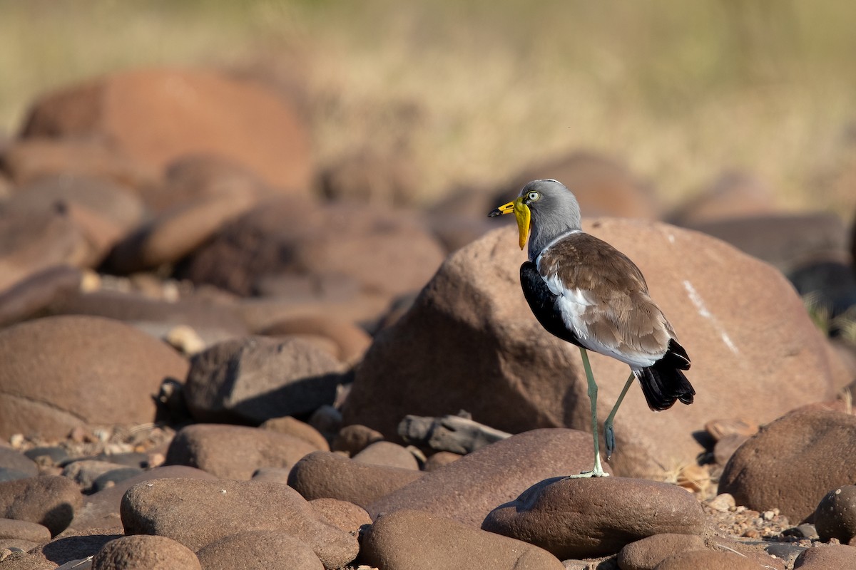 White-crowned Lapwing - ML622318544