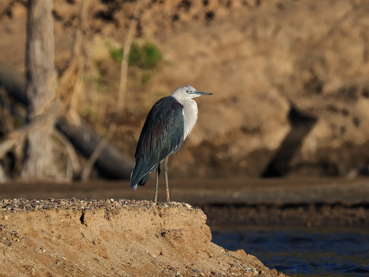 Pacific Heron - ML622318552