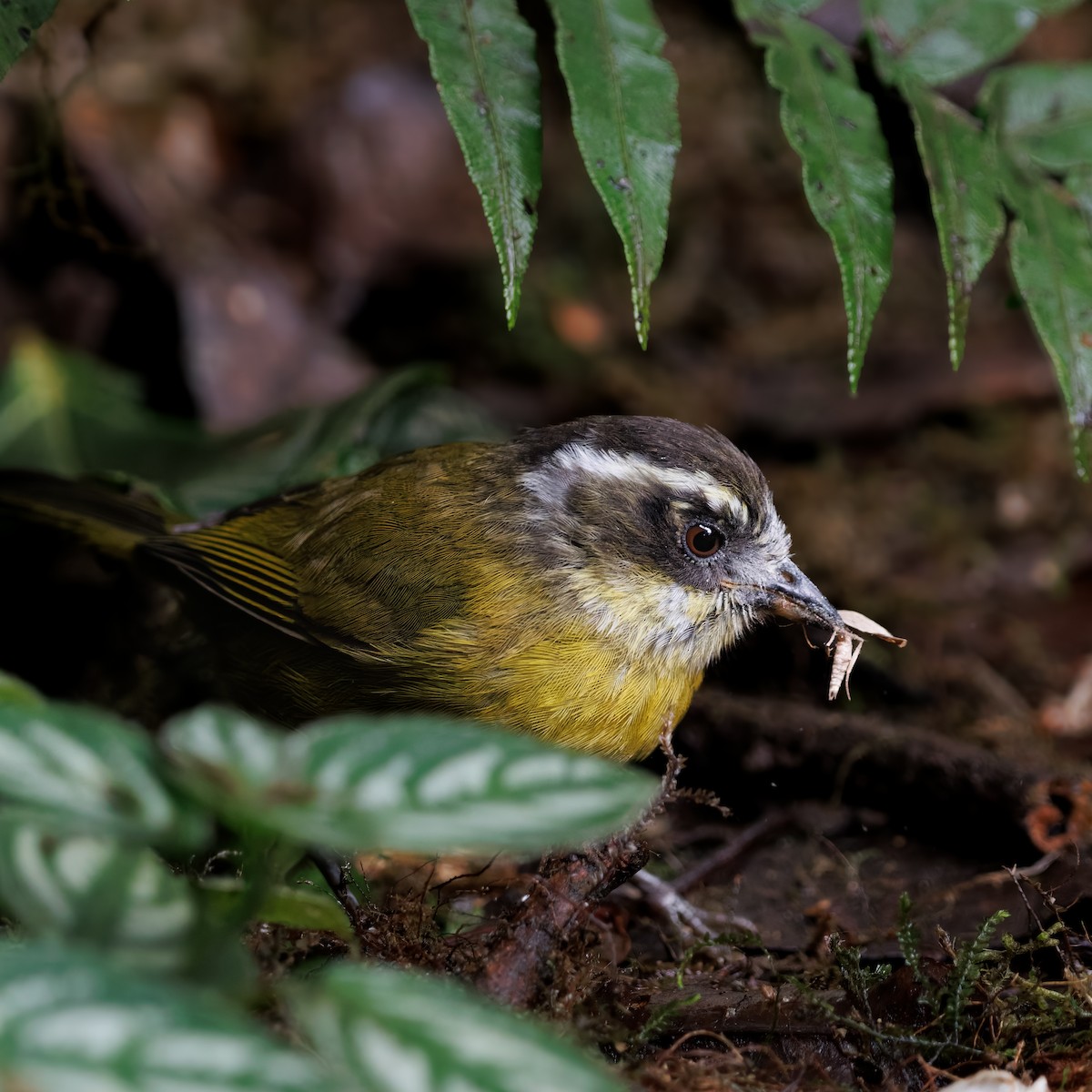 Sooty-capped Chlorospingus - ML622318560