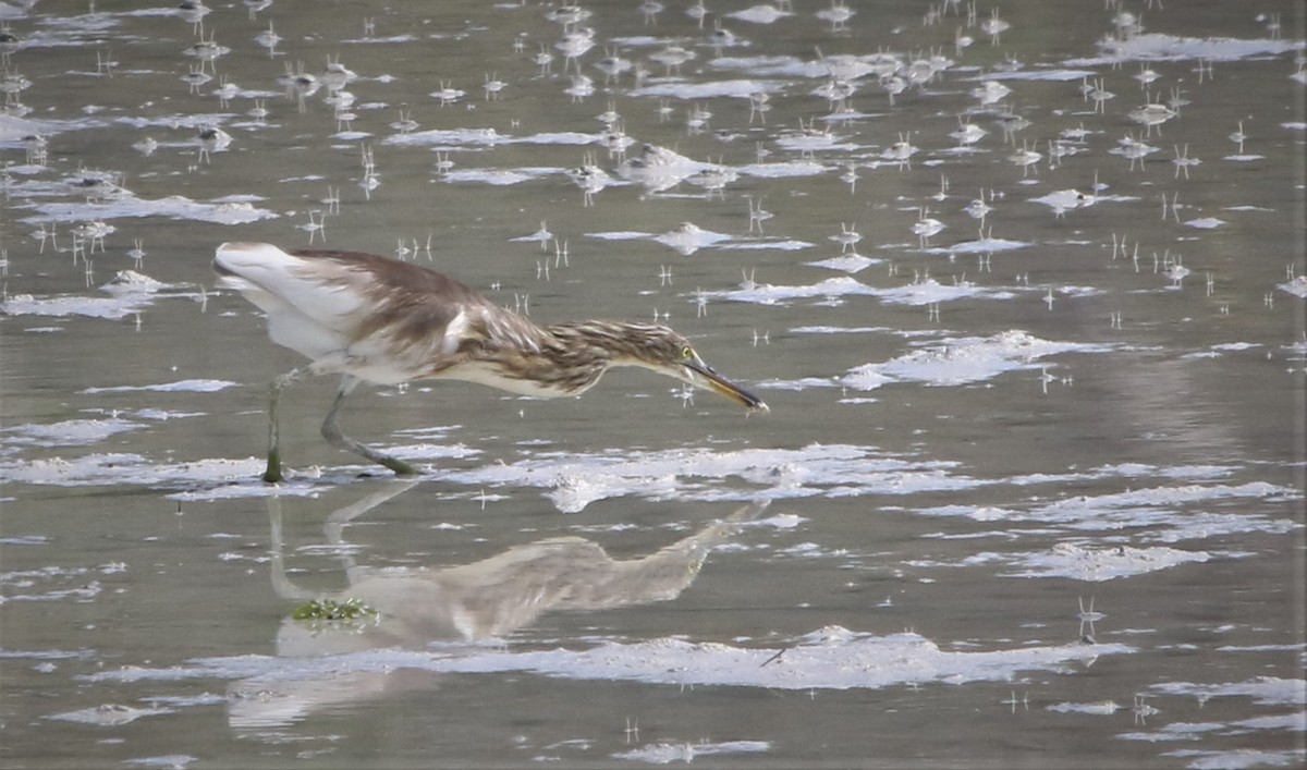 Javan Pond-Heron - ML622318566