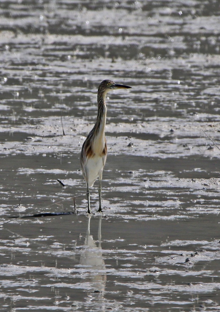 Javan Pond-Heron - ML622318568