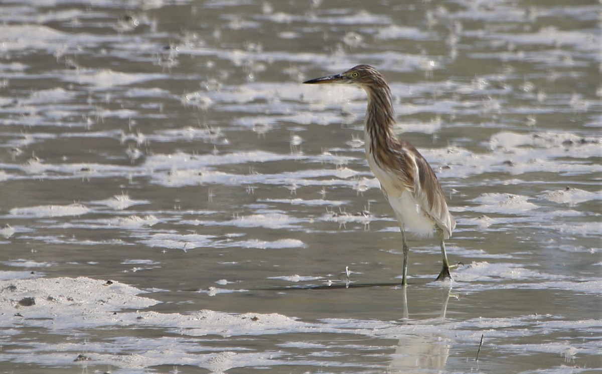 Javan Pond-Heron - ML622318570