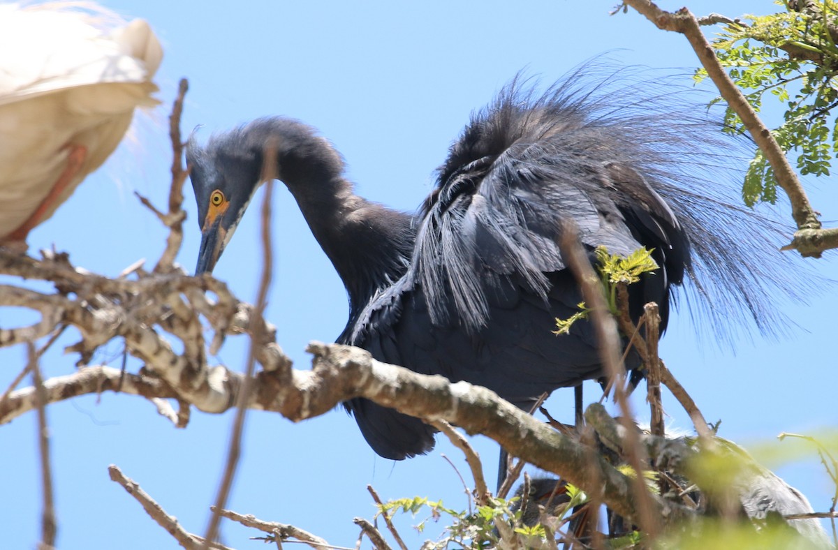 Little Egret - ML622318579