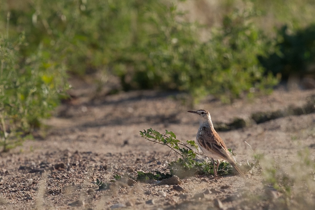 Karoo Long-billed Lark (Benguela) - ML622318587
