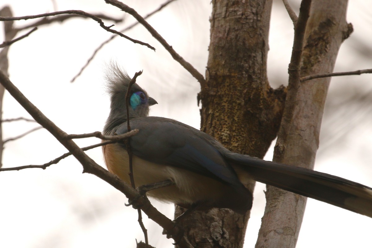 Crested Coua - ML622318592