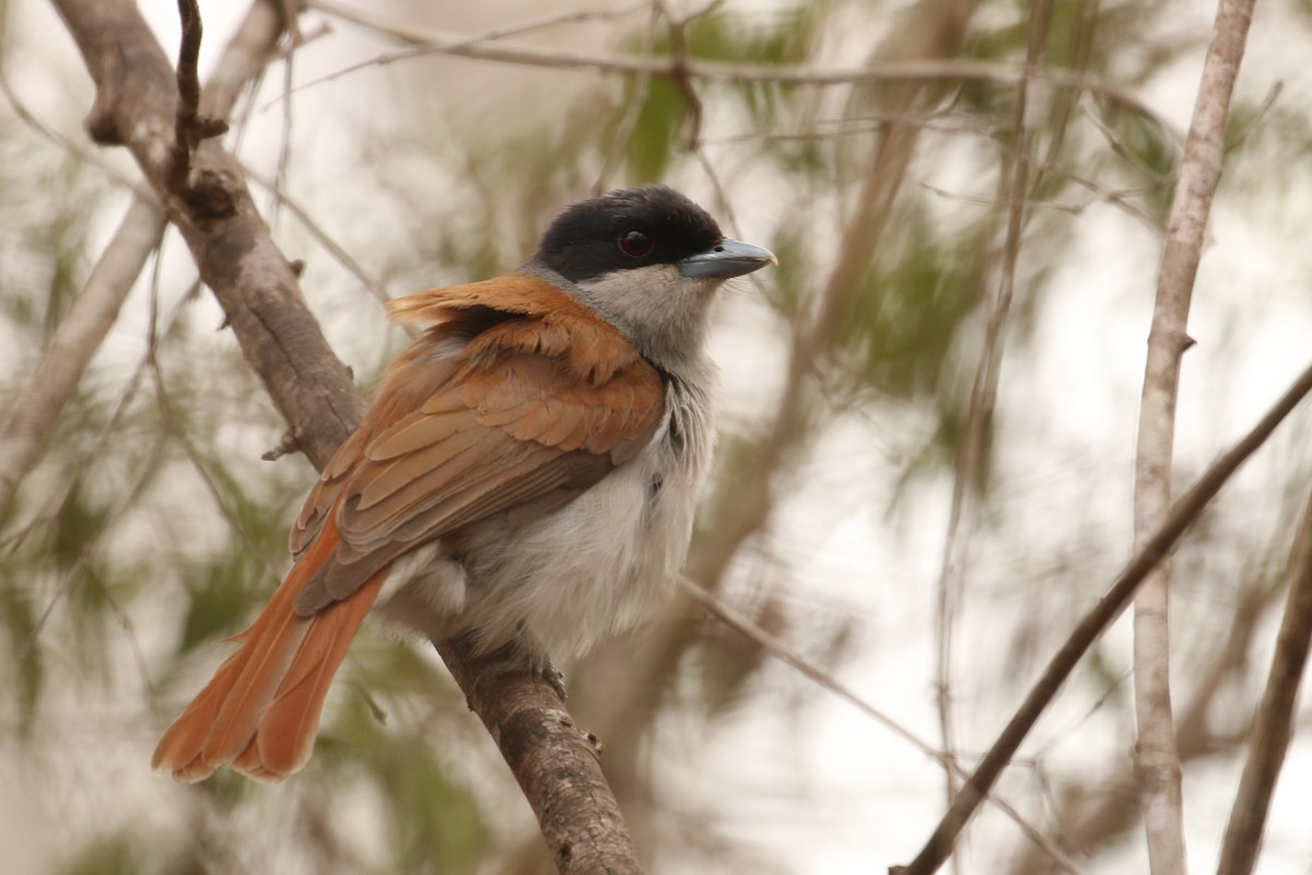 Rufous Vanga - ML622318608