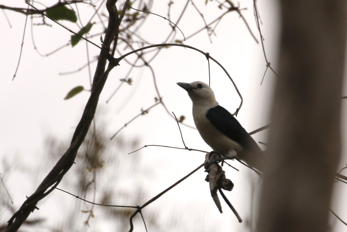 White-headed Vanga - André Geelhoed