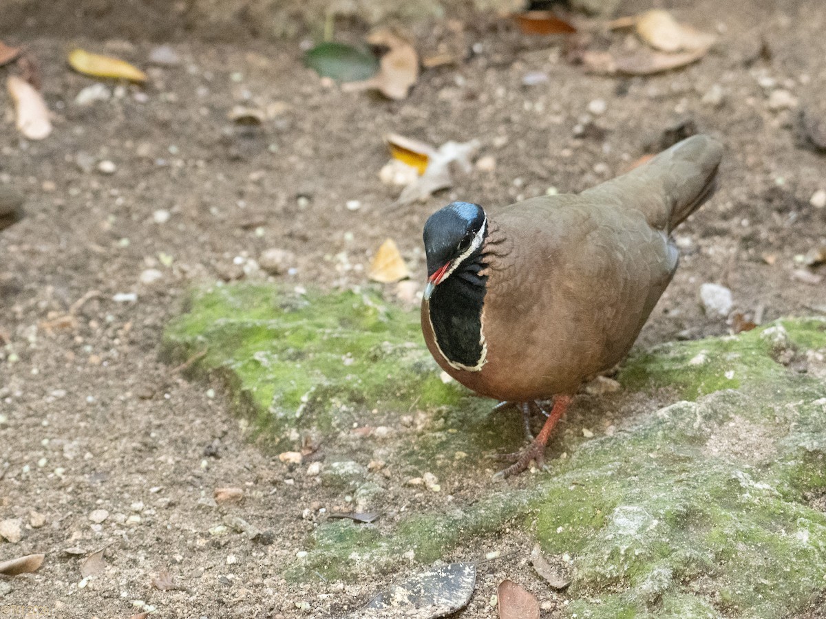 Blue-headed Quail-Dove - ML622318614