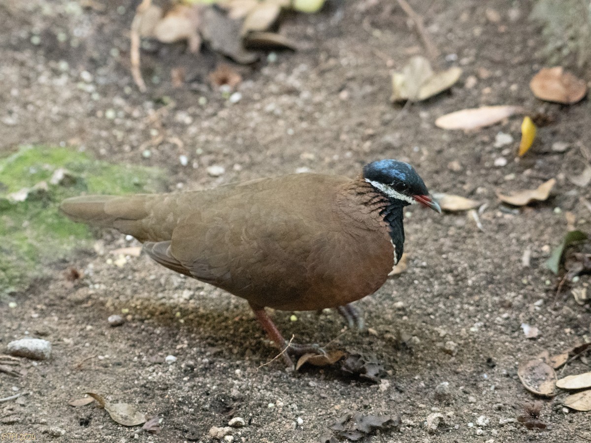 Blue-headed Quail-Dove - ML622318620