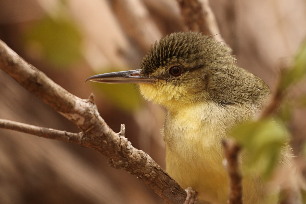 Long-billed Bernieria - ML622318621